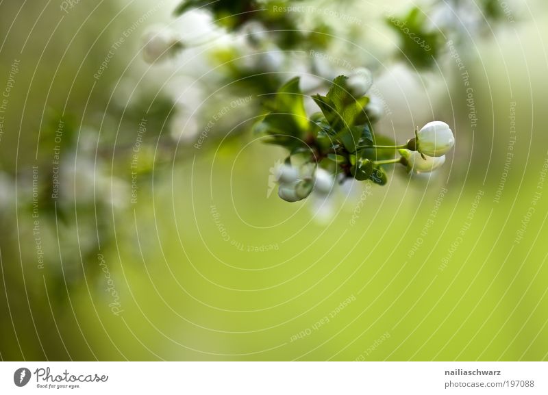 apple blossom buds Environment Nature Plant Spring Tree Leaf Blossom Agricultural crop Park Field Esthetic Green White Apple tree Apple tree leaf Apple blossom