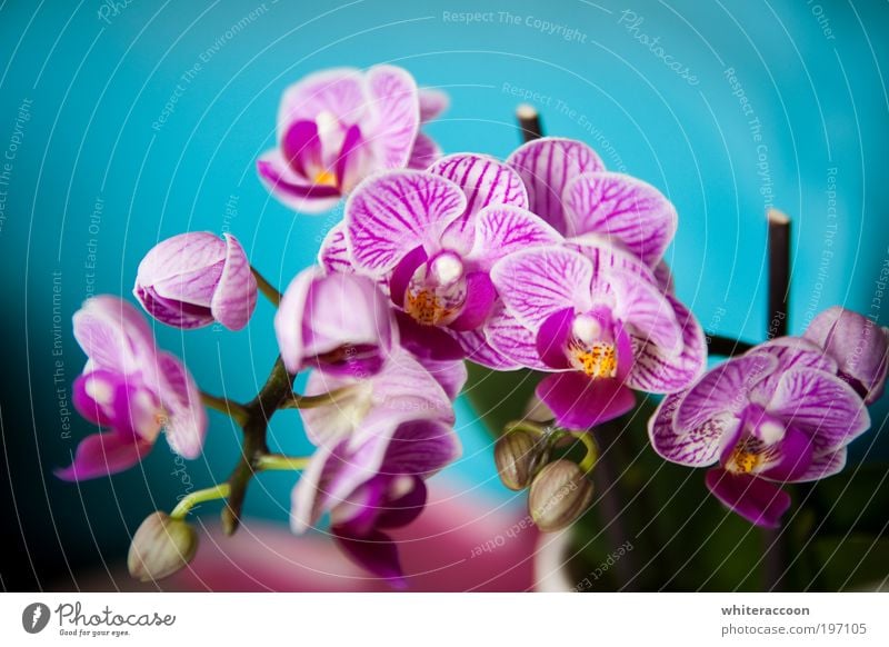 The Flower I Love Style Exotic Plant Orchid Blossoming Fragrance Blue Multicoloured Yellow Pink Colour photo Close-up Macro (Extreme close-up) Day Sunlight