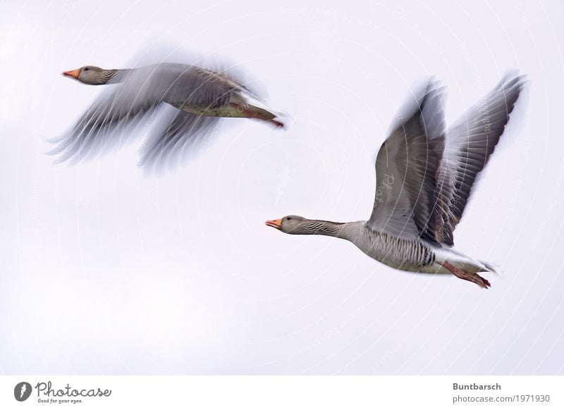 Flies! Nature Animal Sky Wild animal Bird Wing Goose Gray lag goose Migratory bird 2 Flying Elegant Together Red Flock of birds Colour photo Subdued colour