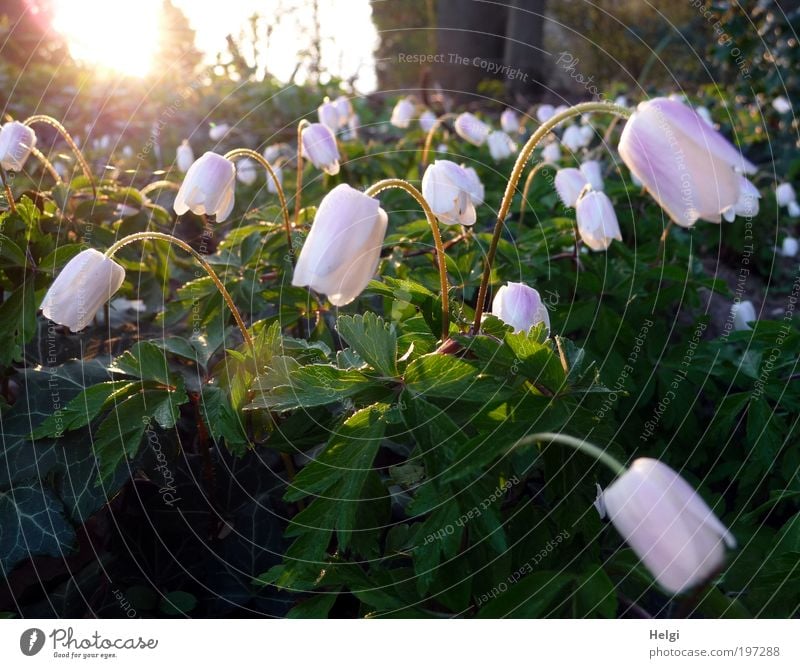 early in the morning... Environment Nature Plant Sun Spring Weather Beautiful weather Flower Leaf Blossom Wild plant Wood anemone Anemone Blossoming Glittering