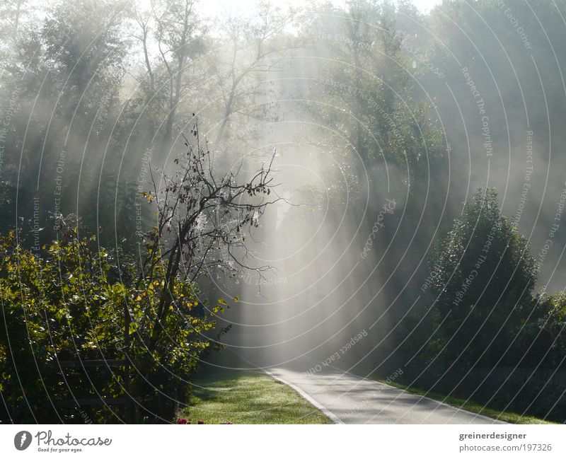 morning fog Nature Landscape Sunlight Spring Beautiful weather Fog Tree Park Forest Green Beam of light Flare Colour photo Exterior shot Deserted Morning Light