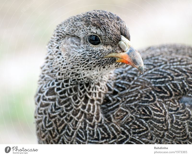 bird portrait Nature Summer South Africa Animal Bird Barn fowl Flightless bird 1 Beautiful Beak Poultry Feather Pattern Colour photo Exterior shot Close-up