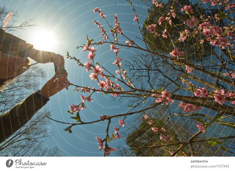 Photographing Spring Human being Woman Photography Take a photo Hand Arm To hold on Camera Blossom Blossoming Blossom leave Pink Red Sky Blue sky Sky blue Sun