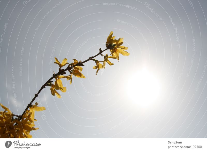 first yellow Sunlight Spring Beautiful weather Plant Flower Blossom Blossoming Yellow Spring fever Anticipation Goldenchain tree Sky Spring flower Spring day