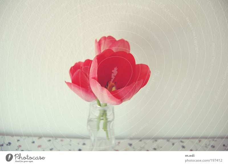 phoney Decoration Table Flower vase Plant Tulip Red Colour photo Interior shot Close-up Deserted Copy Space left Copy Space right Copy Space top Day