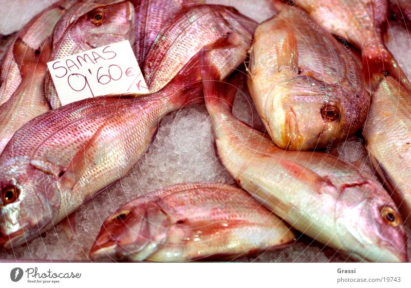Samas Fish Fishery Markets Fish eyes Scales Dorade Odor Fin Tails Fidget Ice Transport salted Frozen Malodorous Fish market Many Red Death Price tag