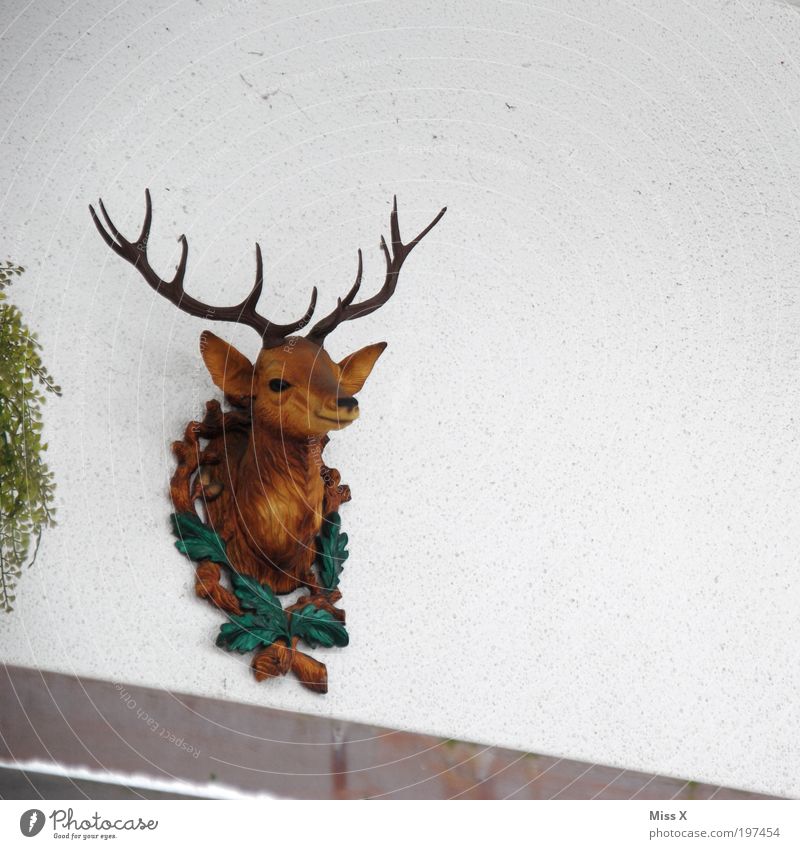 kitsch Lifestyle Living or residing Flat (apartment) Decoration Wall (barrier) Wall (building) Facade Animal Hip & trendy Kitsch Deer Head Plastic Knick-knack