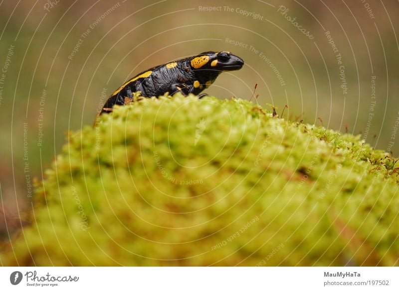 Salamandra salamandra Nature Plant Animal Water Clouds Spring Mountain Wild animal Animal face 1 Stone Brown Multicoloured Yellow Gold Green Red Black