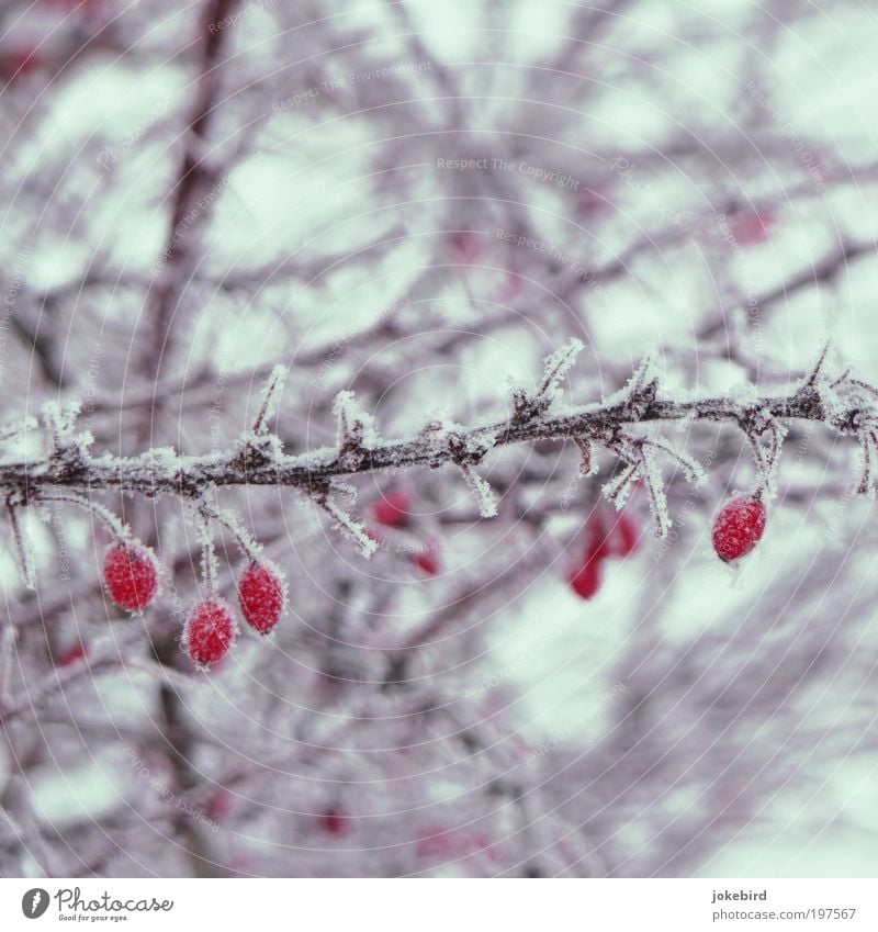 iced tea Plant Winter Ice Frost Snow Bushes Rose hip Fruit Thorn Twigs and branches Cold Point Thorny Red White Nature Beautiful Winter activities Frozen Freeze