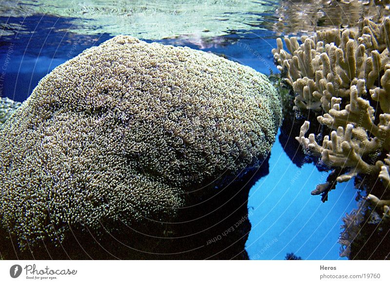 corals Coral Ocean Water underwater landscape