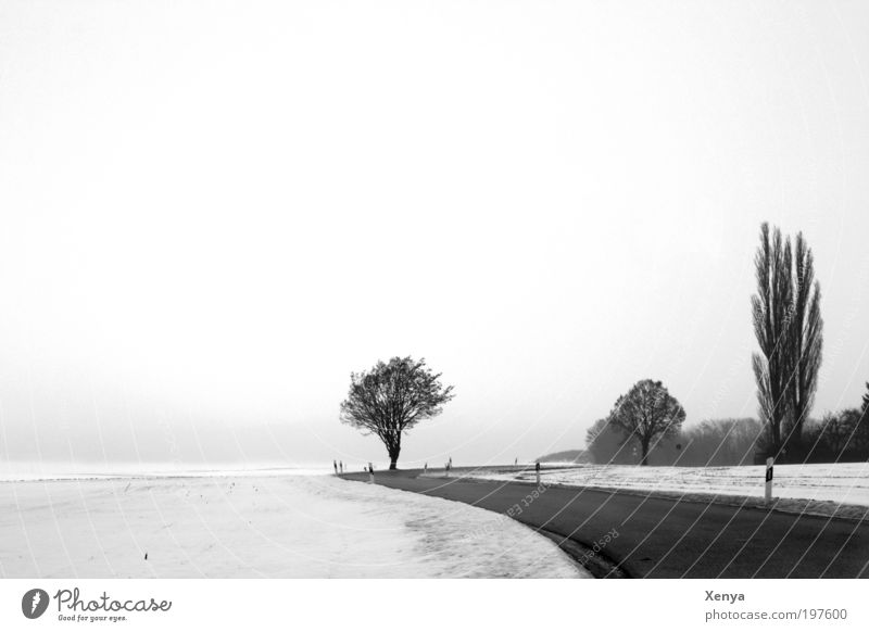 snowy landscape Landscape Cloudless sky Winter Snow Tree Field Country road Romance Calm Cold White Black Black & white photo Exterior shot Deserted