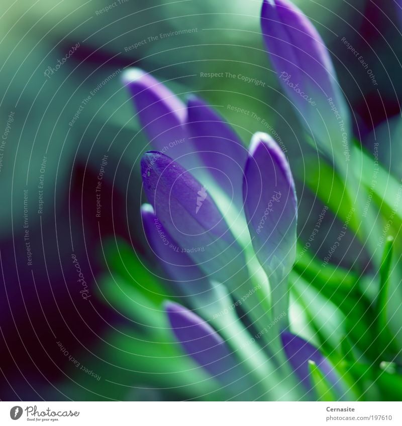 Timeless Nature Beautiful weather Flower Grass Blossom Wild plant Meadow Esthetic Fragrance Dark Simple Natural Green Violet Black Crocus Spring New saturated