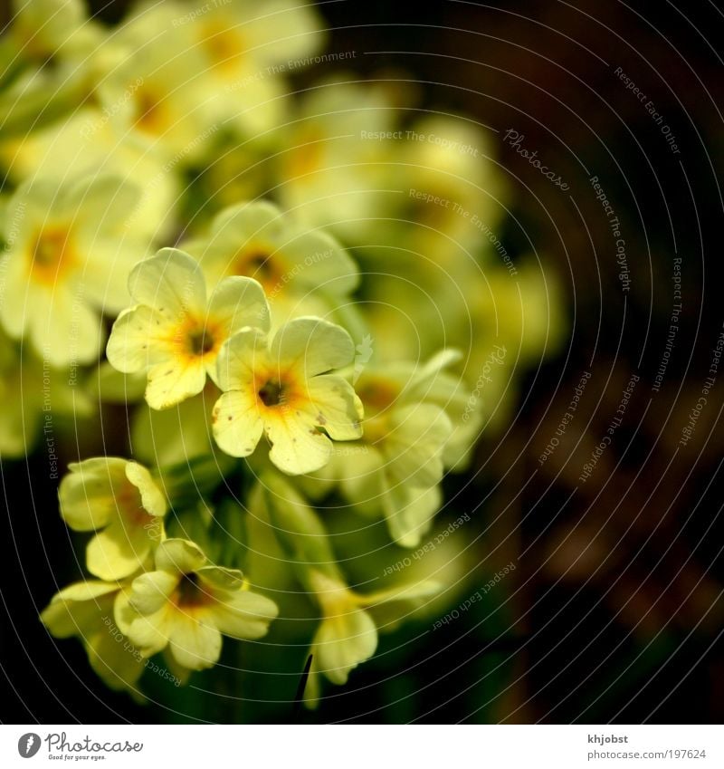 yellow cry Nature Plant Spring Flower Wild plant Cowslip Yellow Environmental protection Colour photo Exterior shot Close-up Deserted Neutral Background Day