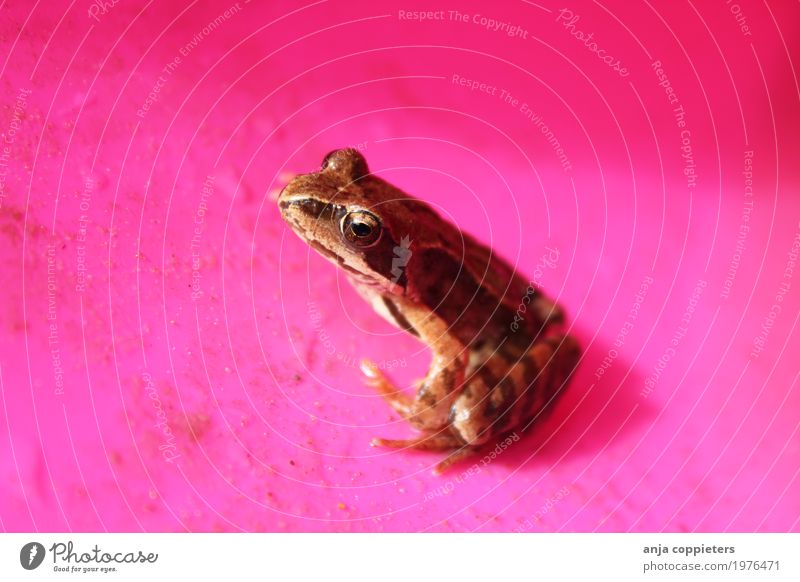 Frog in pink Animal 1 Crouch Brash Happiness Slimy Brown Pink Love of animals Curiosity Nature Colour photo Multicoloured Exterior shot Close-up Day Sunlight