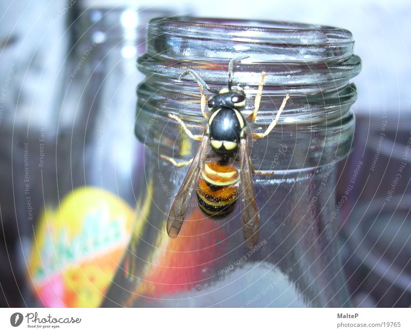 Wasp looking for food Wasps Insect Sugar Transport Bottle Close-up Lemonade