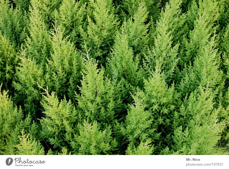 green meeting Nature Bushes Foliage plant Green hardy Evergreen plants Thuja Hedge Growth Tuja Spring Branched herald of spring Horticulture christmas trees