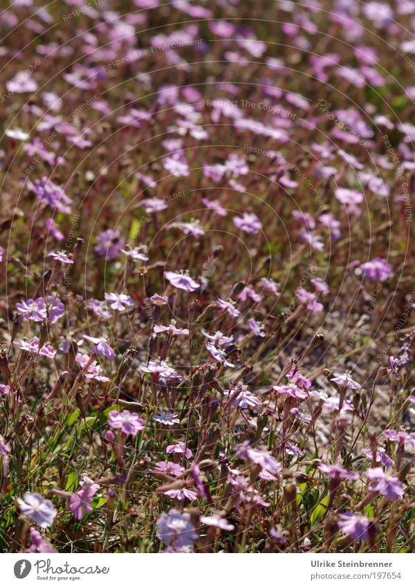 Purple heather in Sardinia Environment Nature Landscape Plant Spring Blossom Meadow Field Blossoming Growth Fragrance Pink Spring fever pretty Life Endurance