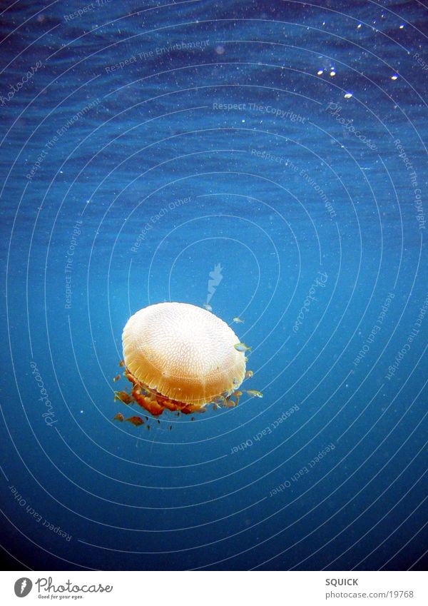 light jellyfish Jellyfish Underwater photo Ocean Current Dive Diving equipment Soft Light Go up Water diving glibber Lamp Lighting Blue Structures and shapes