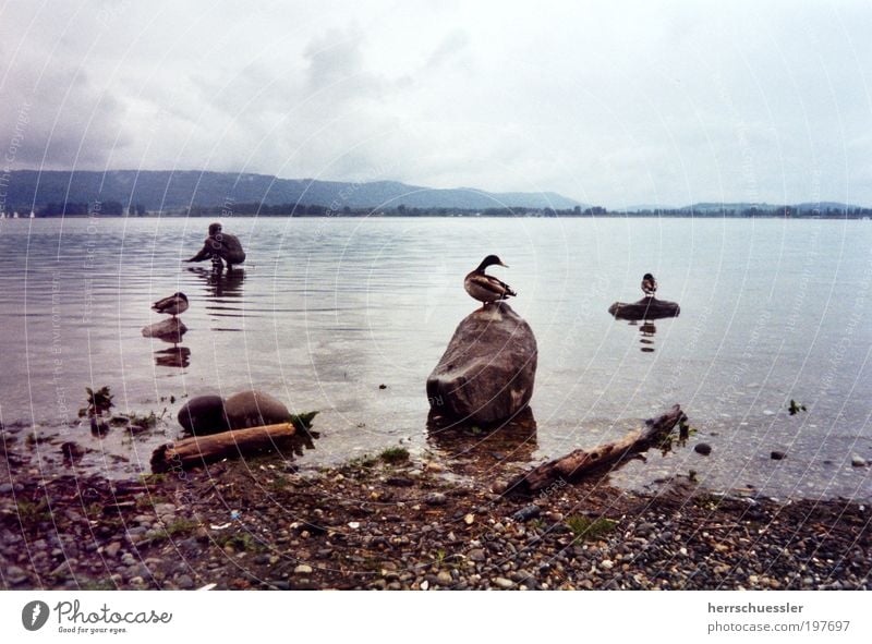 Escape from Duckburg Landscape Water Clouds Horizon Bad weather Lakeside Lake Constance Statue Animal Wing 3 Calm Loneliness Surrealism Stone Subdued colour