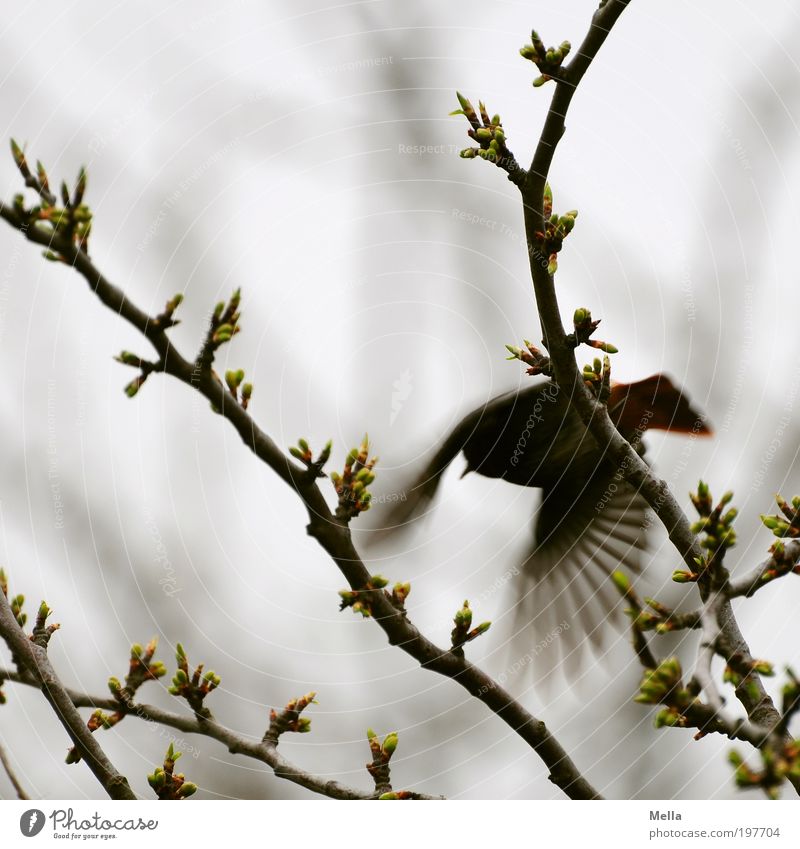 Shoo! Environment Nature Plant Animal Spring Branch Wild animal Bird Redstart 1 Flying Free Small Natural Gray Fear Movement Freedom Escape Flee Colour photo
