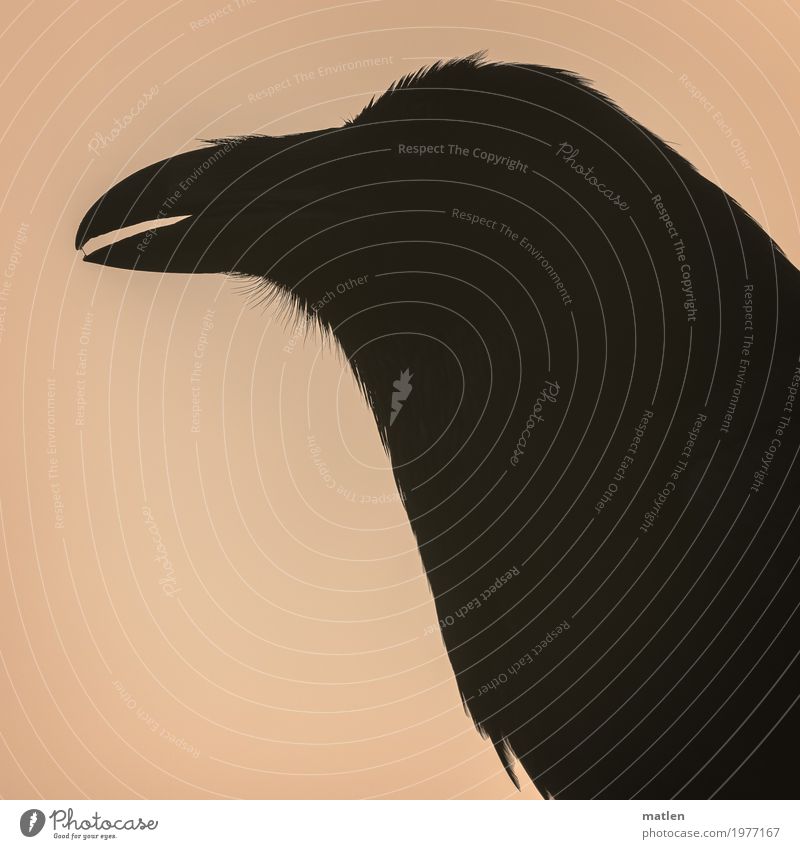 spit away Animal Bird Animal face 1 Dark Pink Black Raven birds Beak half-open Saliva Metal coil Colour photo Subdued colour Exterior shot Detail Pattern