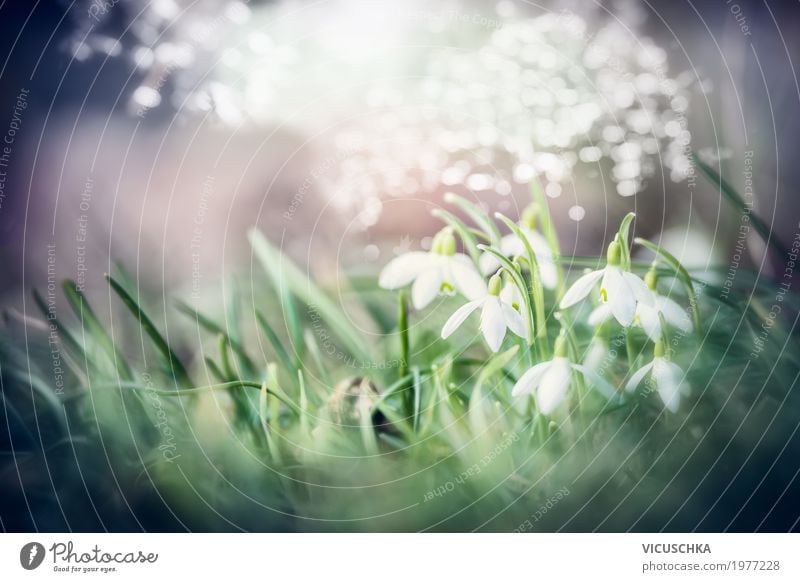 Beautiful snowdrops flowers Lifestyle Nature Plant Sunlight Spring Beautiful weather Flower Leaf Blossom Garden Park Blossoming Soft Design Background picture