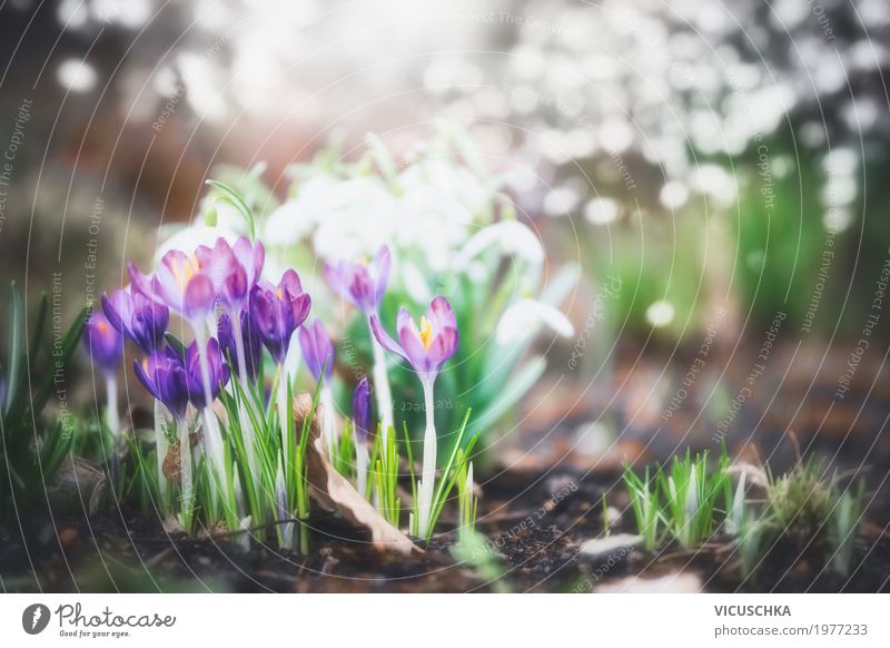 Crocuses in the garden or park Lifestyle Design Summer Garden Nature Plant Spring Beautiful weather Flower Leaf Blossom Park Soft Yellow Spring flower