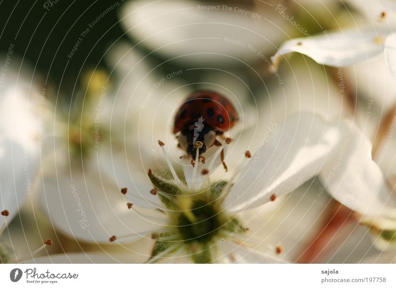 Good luck Fotoline Environment Nature Plant Animal Tree Blossom Beetle Insect Ladybird 1 White Spring Spring fever Happy Good luck charm Spring day Colour photo