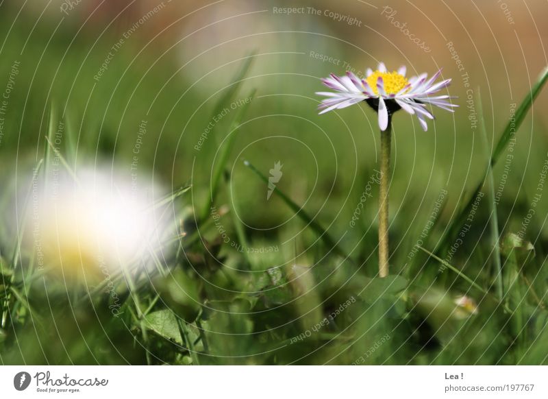 spring Spring Flower Grass Daisy Blossoming Beautiful Idyll Nature Calm Colour photo Exterior shot Deserted Day
