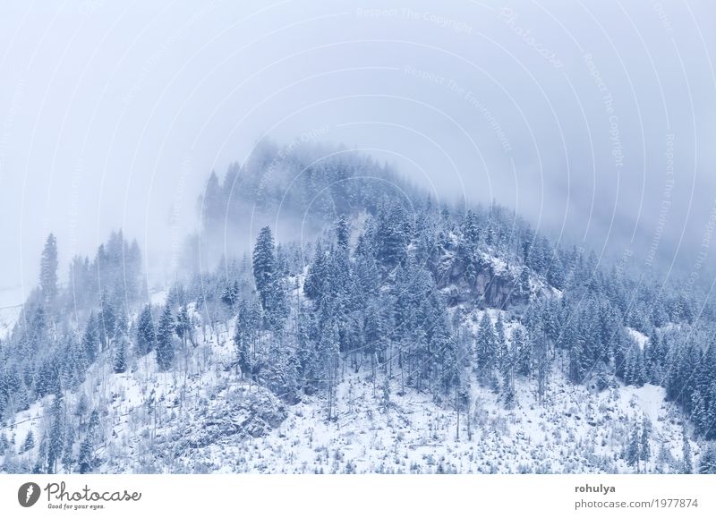 mountain top in winter covered with fog Winter Snow Mountain Nature Landscape Clouds Weather Fog Forest Hill Alps Peak Wild White Serene Alpine Spruce Pine