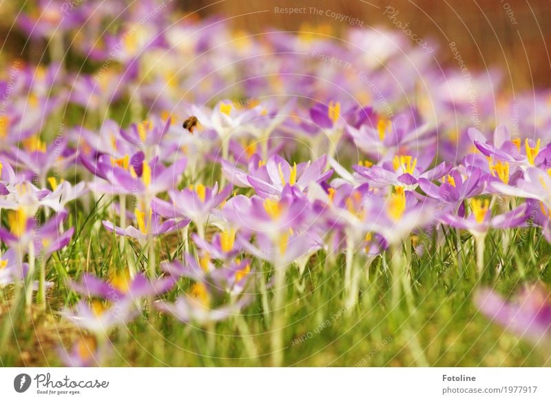 spring splendour Environment Nature Landscape Plant Animal Spring Flower Grass Blossom Garden Meadow Bee 1 Bright Near Natural Warmth Green Violet