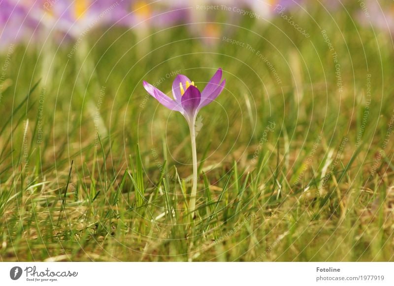 loner Environment Nature Plant Spring Beautiful weather Flower Grass Blossom Garden Park Meadow Bright Near Natural Warmth Green Violet Crocus