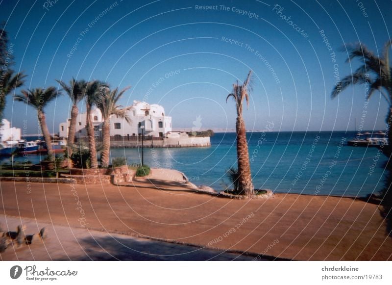 Palm tree in Egypt Beach Contentment Blue sky