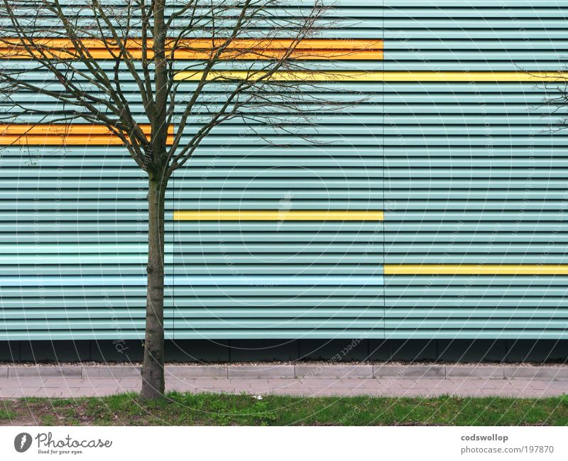 town and country Tree Grass Manmade structures Architecture Wall (barrier) Wall (building) Facade Garden Town Blue Yellow Green Loneliness Uniqueness