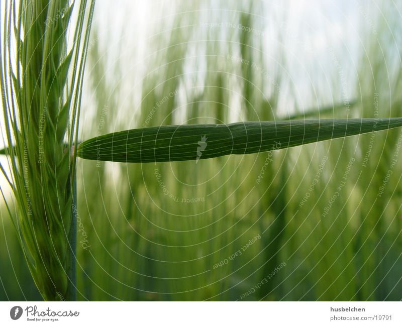 transit prohibited Barley Field Agriculture Ear of corn Grain