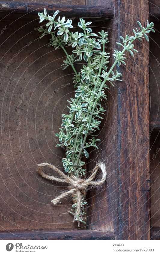 fresh lemon thyme Herbs and spices Thyme Nutrition Healthy Shelves Plant Bow Fragrance Brown Green Spicy Sense of taste String Supply Colour photo Interior shot