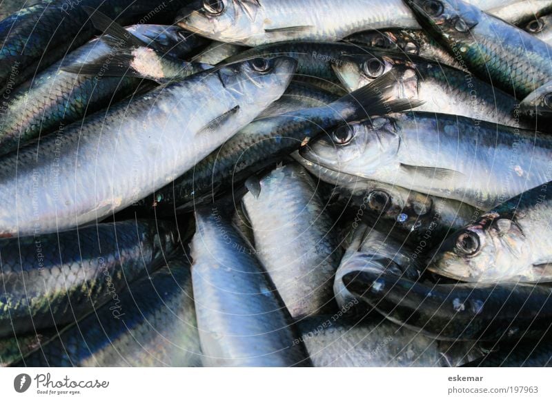 herrings Nutrition Authentic Many Gray Herring clupea harengus Gill Atlantic Ocean Captured Heap number Multiple silver scaly Blue catch whole Fresh Fish
