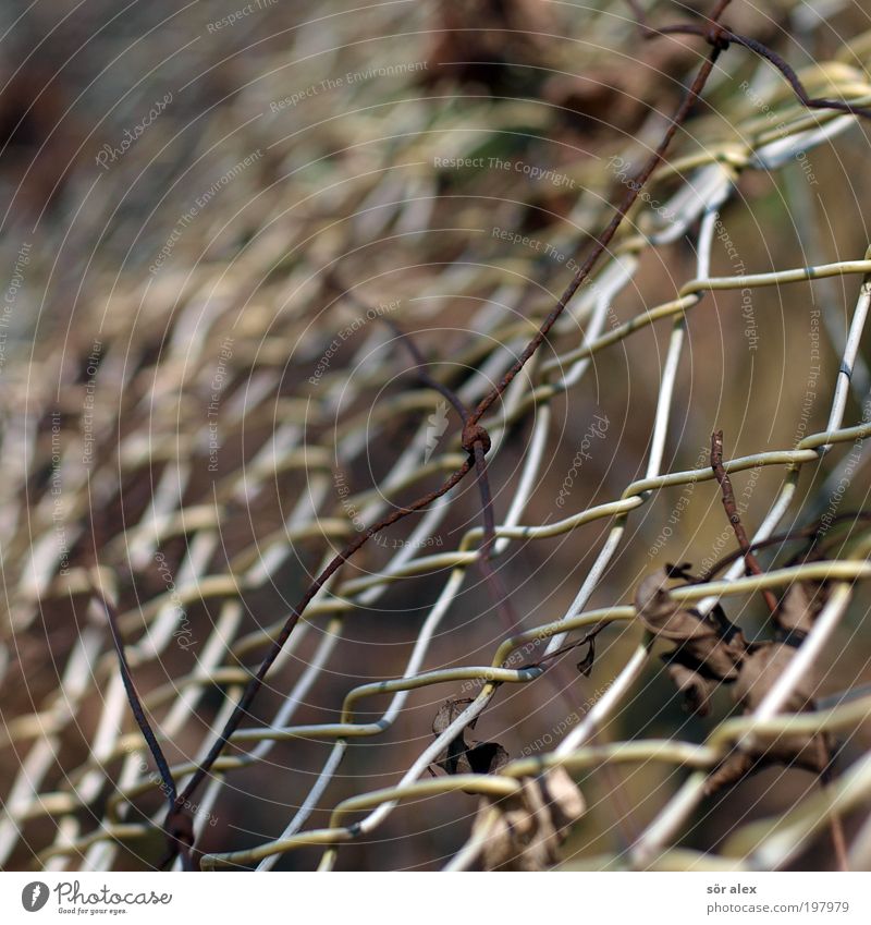 double fencing Wire netting fence Fence Wire fence Brown Protection Safety (feeling of) Border Possessions Real estate Private sphere Neighbor Fenced in Barrier