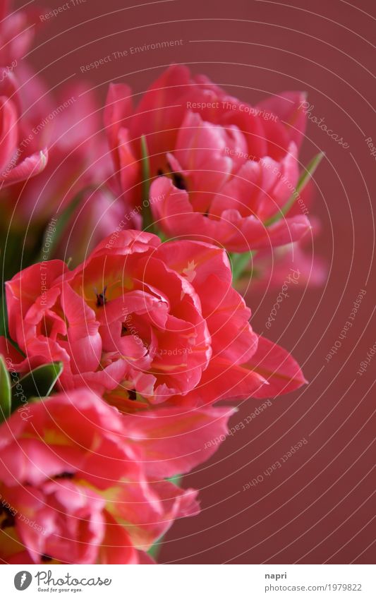 In a tulip frenzy Spring Flower Tulip Elegant Beautiful Pink Red Colour Spring fever Spring flower Detail Bright Colours Blossoming Lush Bouquet Decoration