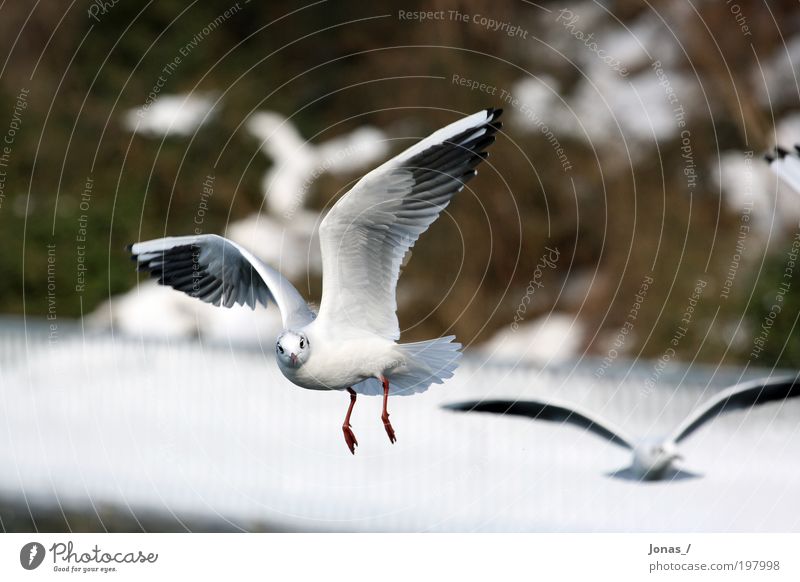 eye contact Environment Nature Animal Air Weather Deserted Bird Animal face Wing Seagull 2 Flock Observe Flying Feeding Aggression Esthetic Authentic Elegant