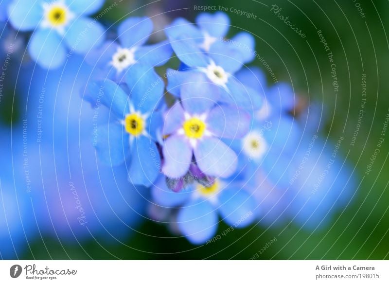 ........... never forget Nature Plant Spring Flower Blossom Wild plant Forget-me-not Garden Park Meadow Authentic Simple Friendliness Happiness Fresh Beautiful