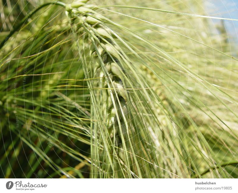 inclined barley Barley Agriculture Field Beer Grain