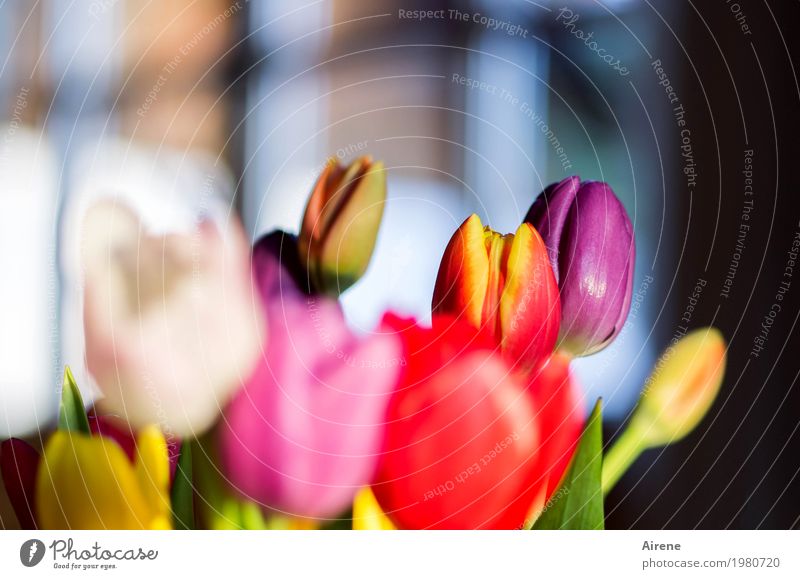 Spring at the window Plant Flower Tulip Bouquet Blossoming Illuminate Esthetic Beautiful Multicoloured Yellow Pink Red White Joie de vivre (Vitality)