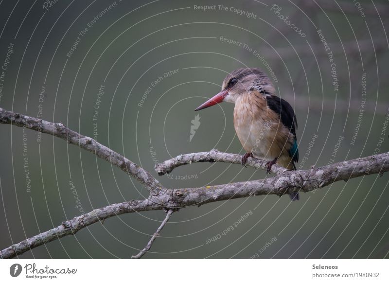 Hans Trip Freedom Environment Nature Tree Coast Animal Wild animal Bird Animal face Kingfisher 1 Near Colour photo Exterior shot Deserted Shallow depth of field