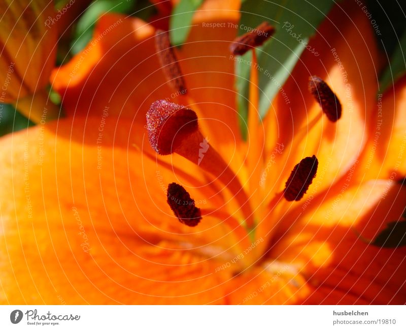 lily Lily Flower Blossom Orange