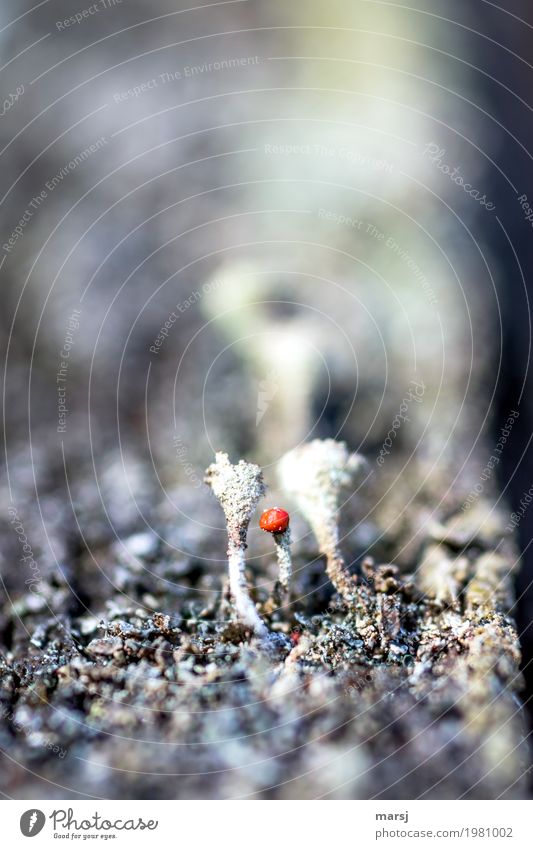 inconspicuous detail, but bright red. Plant Moss Blossom Wild plant lichen blossom Lichen Round Illuminate Exceptional Dark Thin Authentic Simple Uniqueness