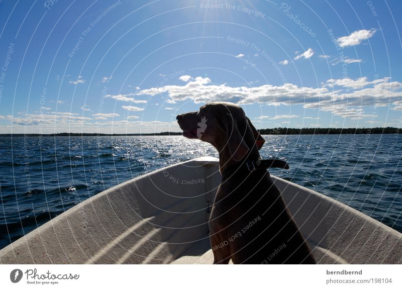 Sweden Summer Sun Ocean Nature Landscape Water Clouds Watercraft Animal Pet Dog Weimaraner 1 Boating trip Wood Discover Relaxation Contentment