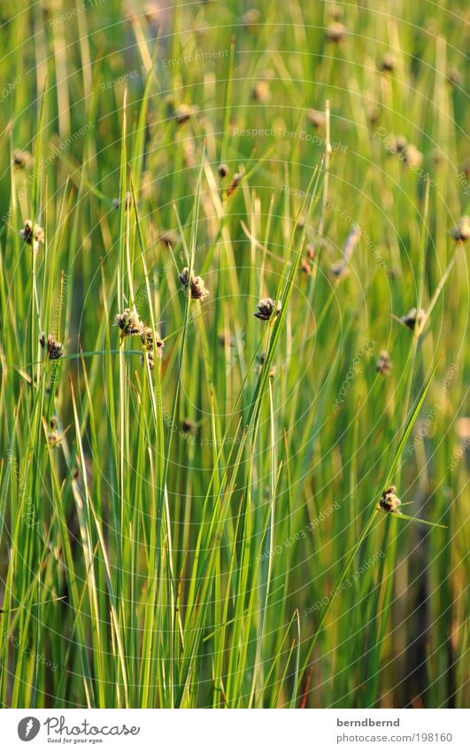 reed Summer Sun Ocean Nature Landscape Plant Sunlight Flower Grass Blossom Foliage plant Wild plant Lakeside Bright Warmth Green Moody Calm Relaxation