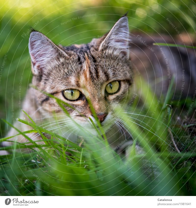 On the lookout, tiger cat in the grass Hunting Nature Plant Animal Summer Beautiful weather Grass Meadow Cat 1 Observe Lie Looking Brash pretty Brown Yellow