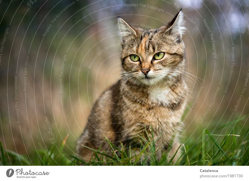 Slightly annoyed, portrait of a tiger cat Nature Summer Grass Meadow Pet Cat 1 Animal Observe Sit pretty Brown Yellow Green Patient Watchfulness Elegant